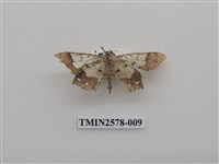 藏品(尺蛾88)的圖片